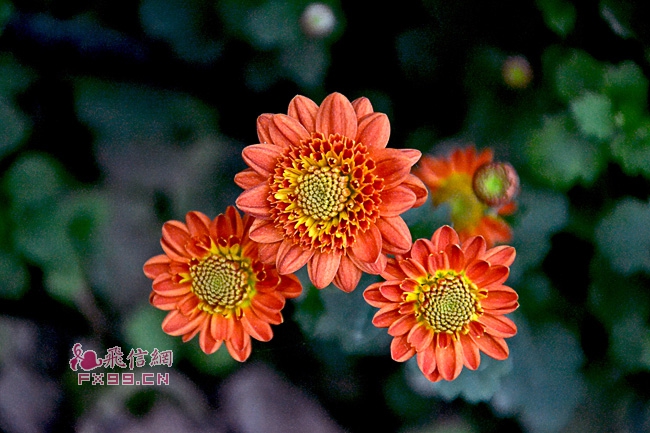 超强台风“摩羯”吹倒海口树龄60年“花梨王”，估价可达260万元！